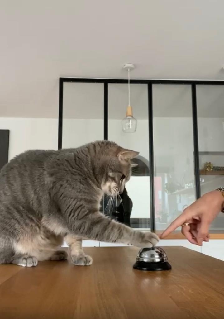 Trick Training - Cat Trainining